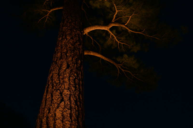 A close-up shot of a majestic pine tree at night. A hidden light source at its base grazes up the trunk, making the textured bark look incredibly deep and dramatic against the dark sky.